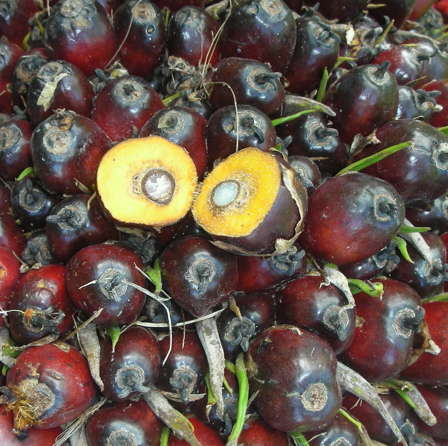 ทางเดินในสวน