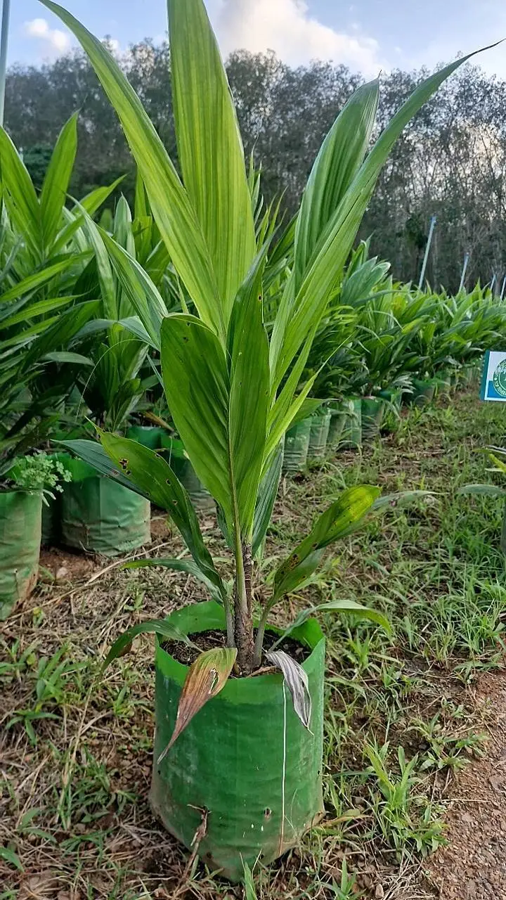 ต้นกล้าปาล์ม 2