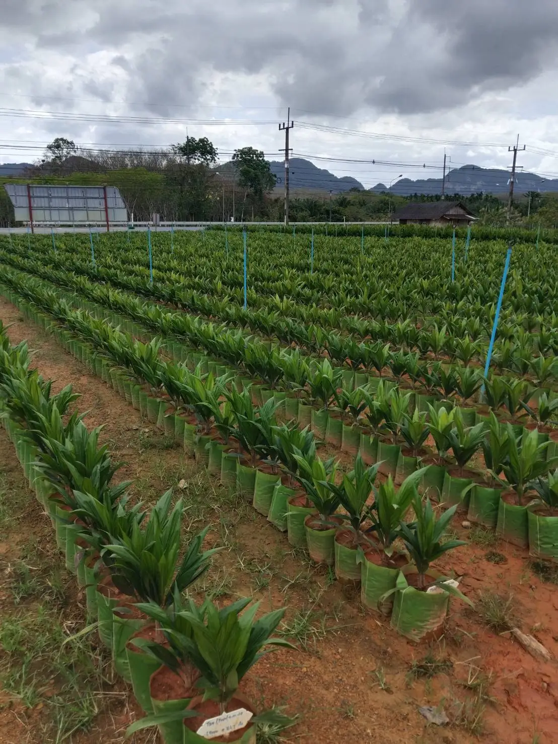 ต้นกล้าปาล์ม 4