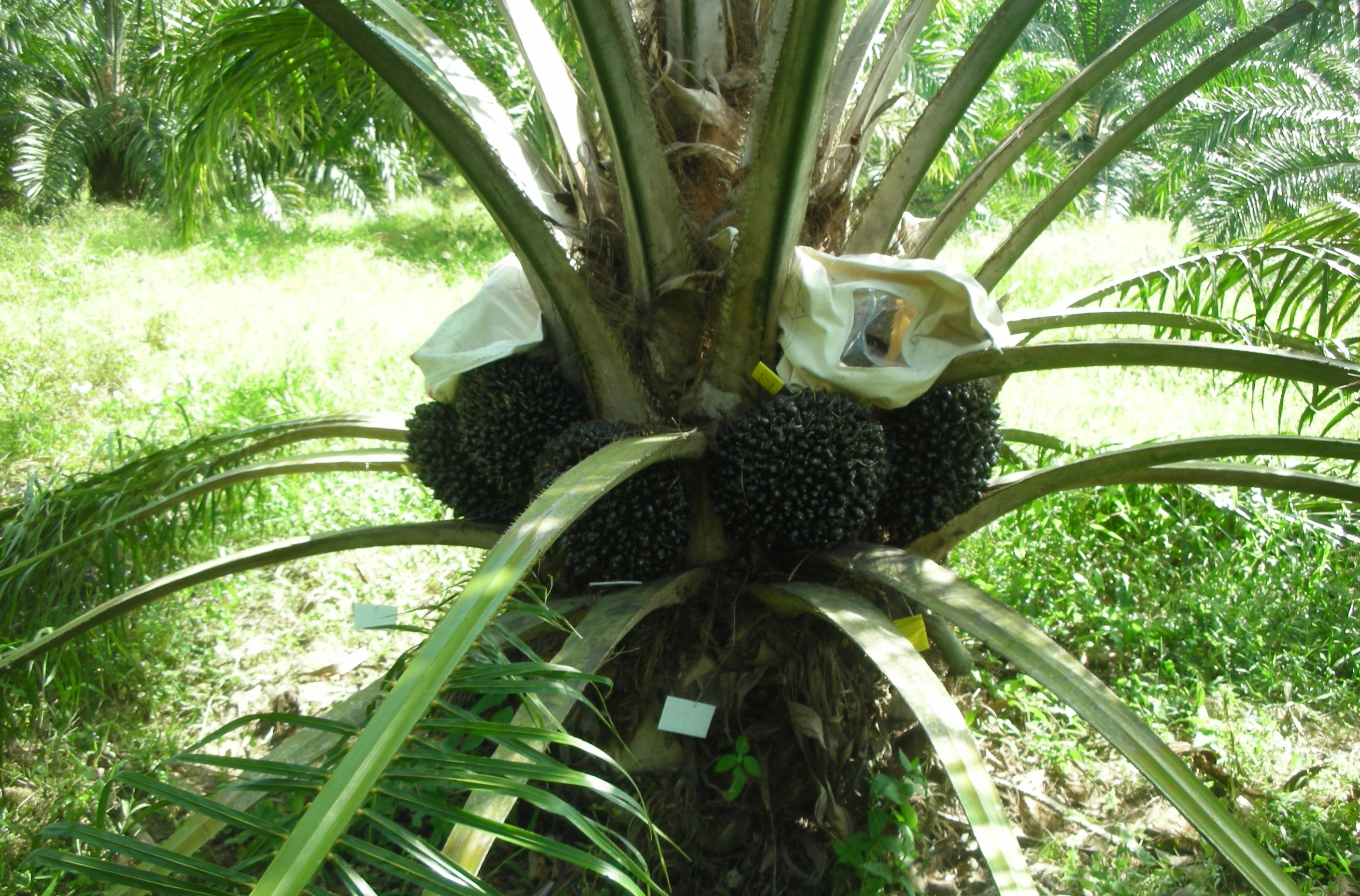 ต้นแม่พันธุ์ (Deli-Dura)